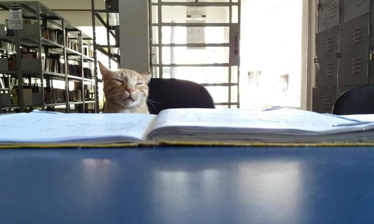 Moradores cobram prefeitura de Guaxupé sobre gato retirado de biblioteca - Isabelle Simões