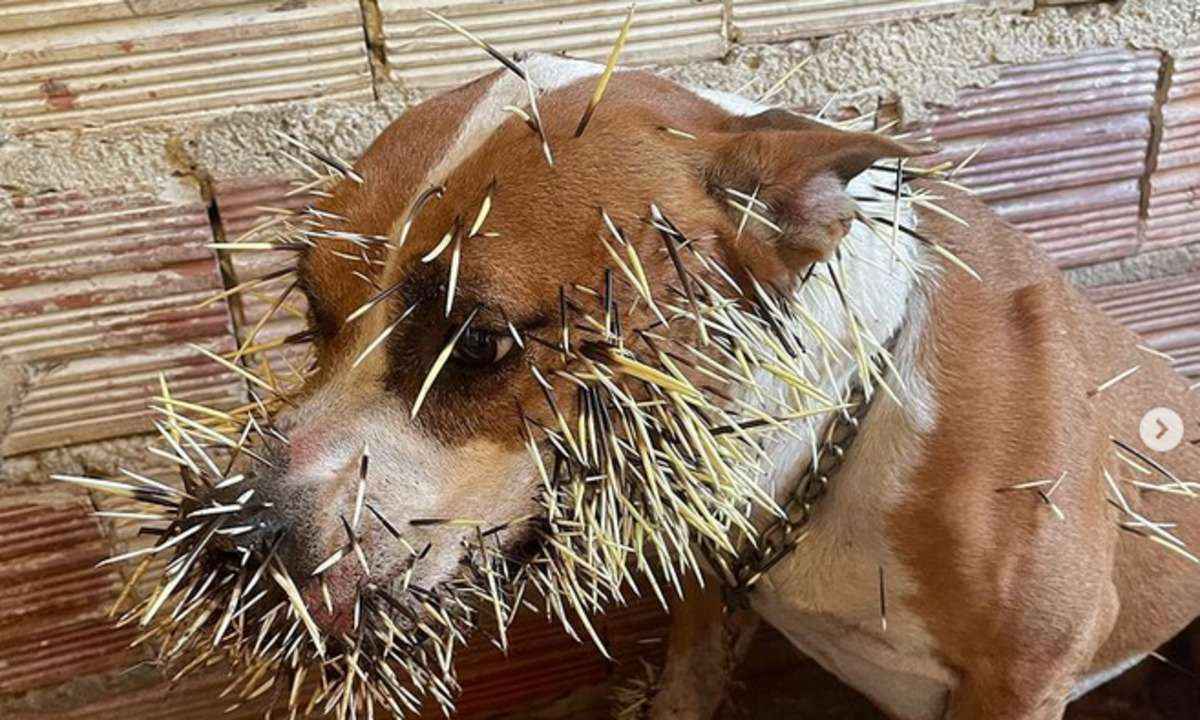 Cadelas mordem porco-espinho e ficam com feridas na boca e no focinho - Reprodução Instagram @tabattarrivabene.vet
