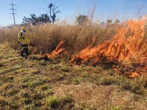 Brasília Ambiental divulga resultado final da primeira etapa da seleção - Ibram DF/ Divulgação 