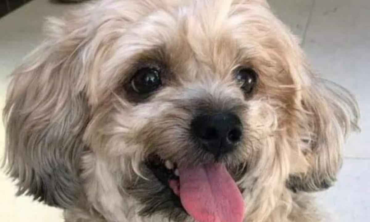 Cachorro de estimação morre após ser atacado por dois cães 'alugados'  - Arquivo Pessoal