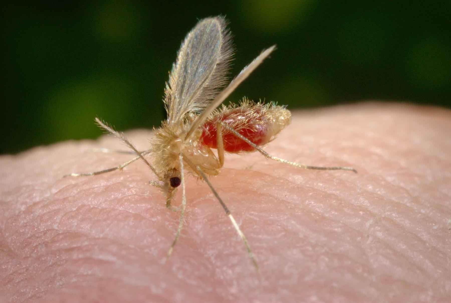 Leishmaniose: a doença que matou bebê de 1 ano em Patos de Minas - Divulgação