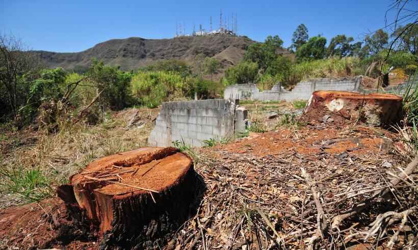 Desmatamento em Minas cresce 88% 