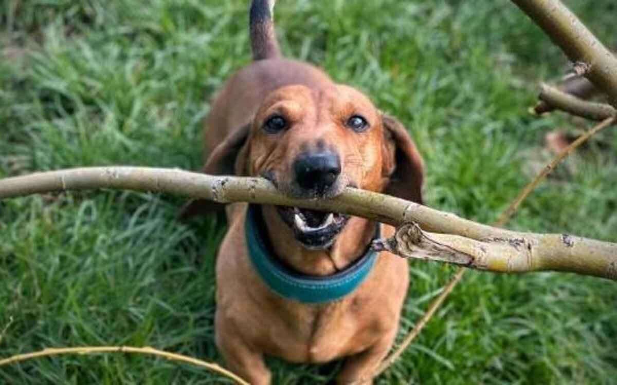Cães salsichas têm 25% mais chances de ter hérnia de disco que outras raças - Reprodução/Instagram