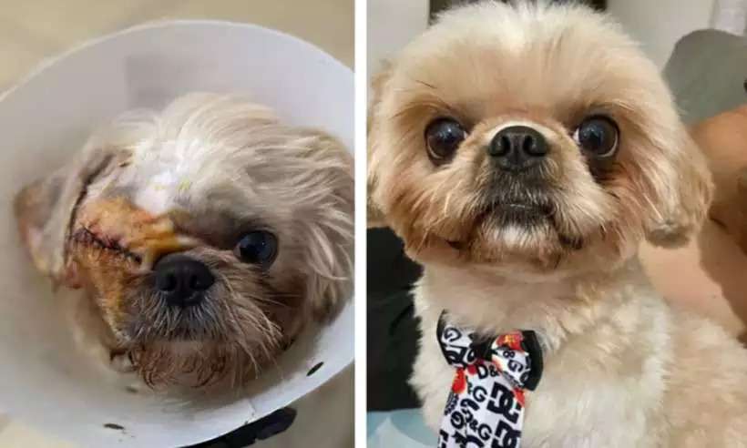 Tutora de cão que perdeu o olho em pet shop: 'São 57 dias sem respostas' - Arquivo Pessoal/Divulgação