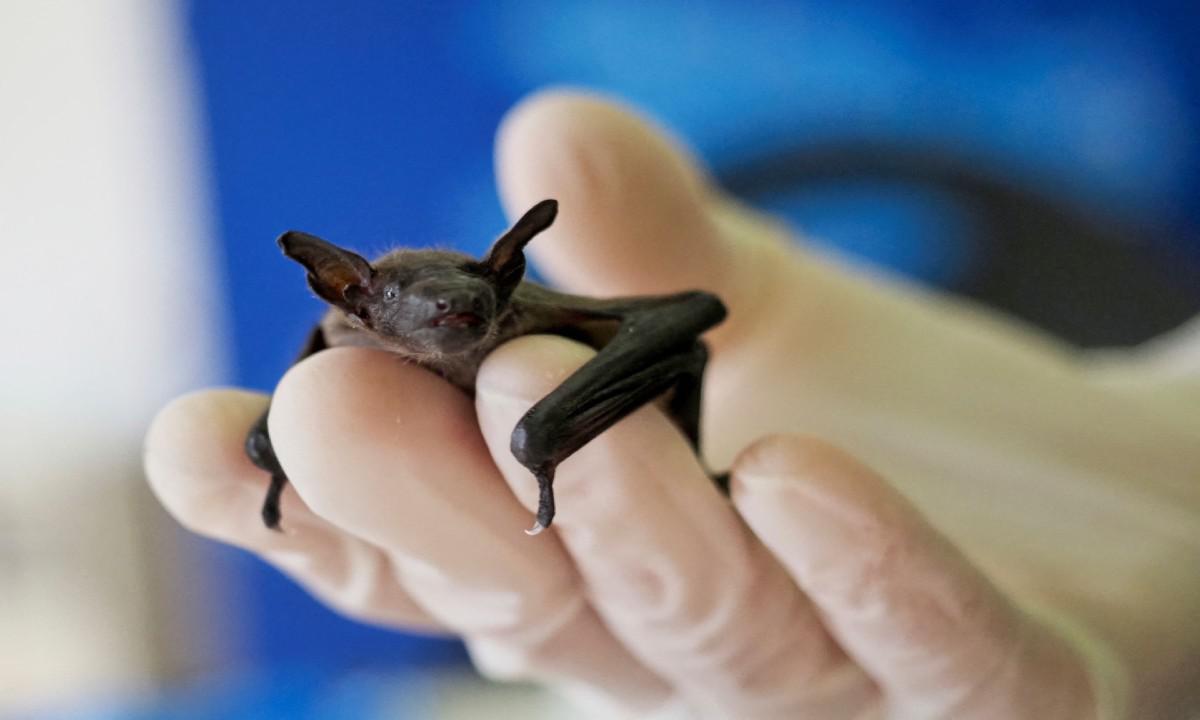 Morcego com vírus da raiva é recolhido na Zona Leste de BH - Guillaume Souvant/AFP