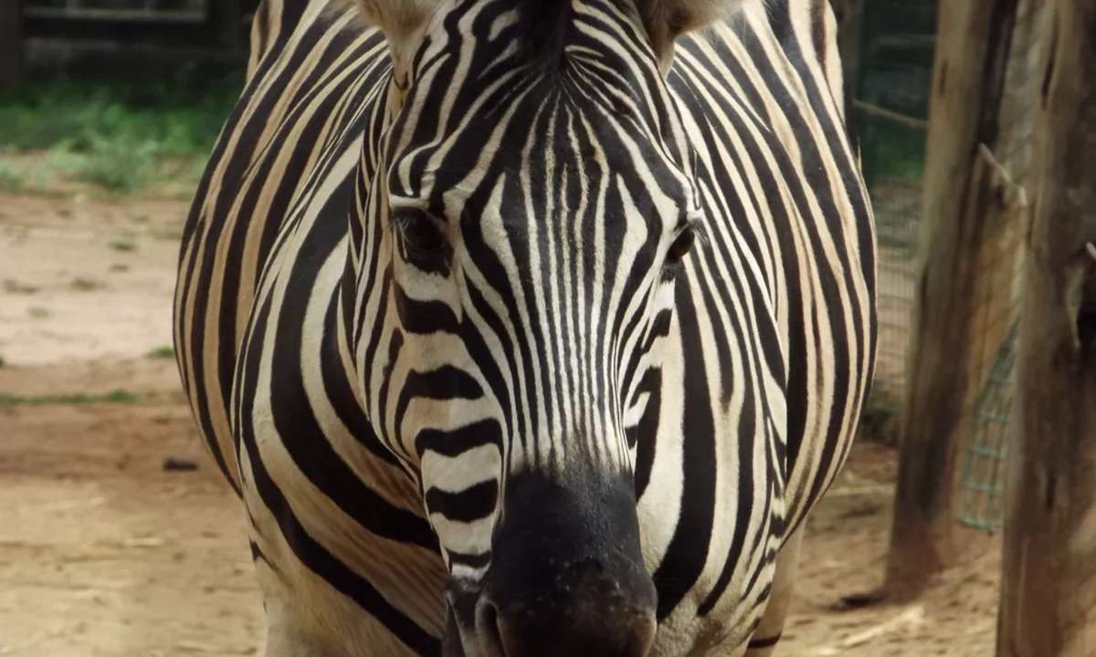 Zebra do zoológico de BH morre após quadro de cólica intestinal - Suziane Fonseca/Divulgação
