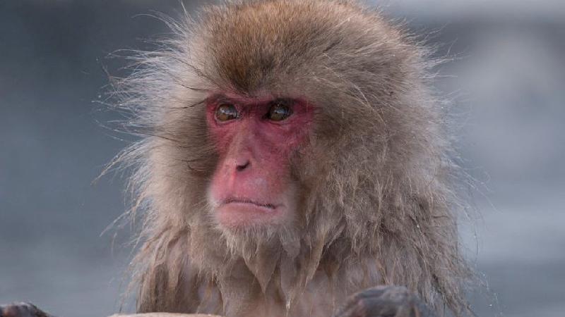 Ataques de macacos selvagens aterrorizam cidade do Japão e levam polícia a tomar medidas excepcionais - Getty Images