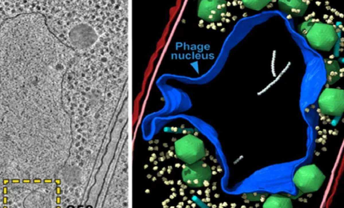 Vírus gigantes criam núcleo celular semelhante ao dos humanos; entenda - VILLA LAB/UC SAN DIEGO