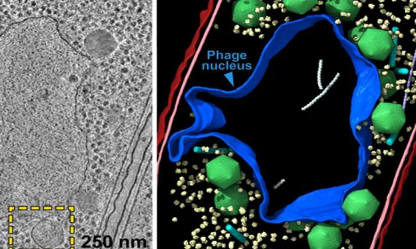 Biologia: vírus gigantes criam núcleo celular parecido com o dos humanos - VILLA LAB/UC SAN DIEGO