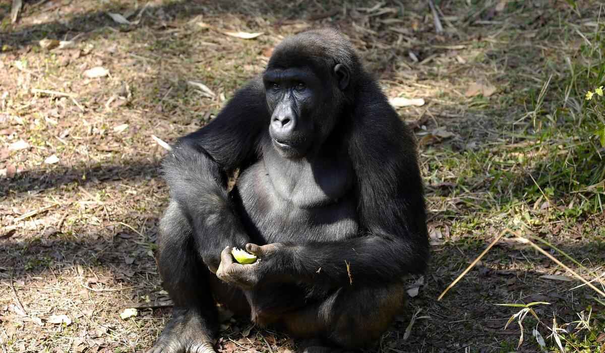 Gorila Sawidi, do Zoológico de BH, comemora aniversário de 8 anos - Zoológico de BH/Divulgação