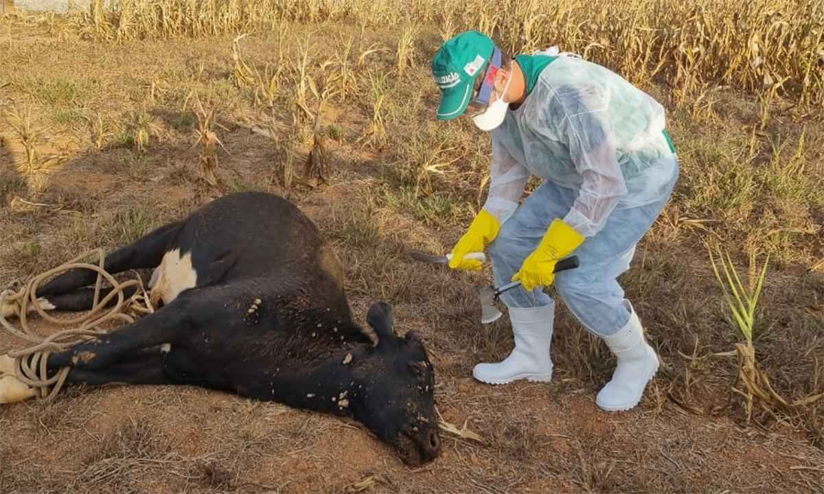 Raiva: Fortaleza de Minas registra 2 mortes de bovinos; Piumhi tem suspeita - IMA
