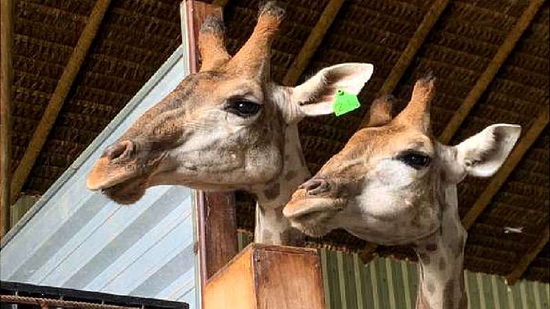 Mortes de girafas no Rio estão ligadas a 'maior caso de tráfico de animais da história do Brasil', diz polícia - Polícia Federal/Divulgação