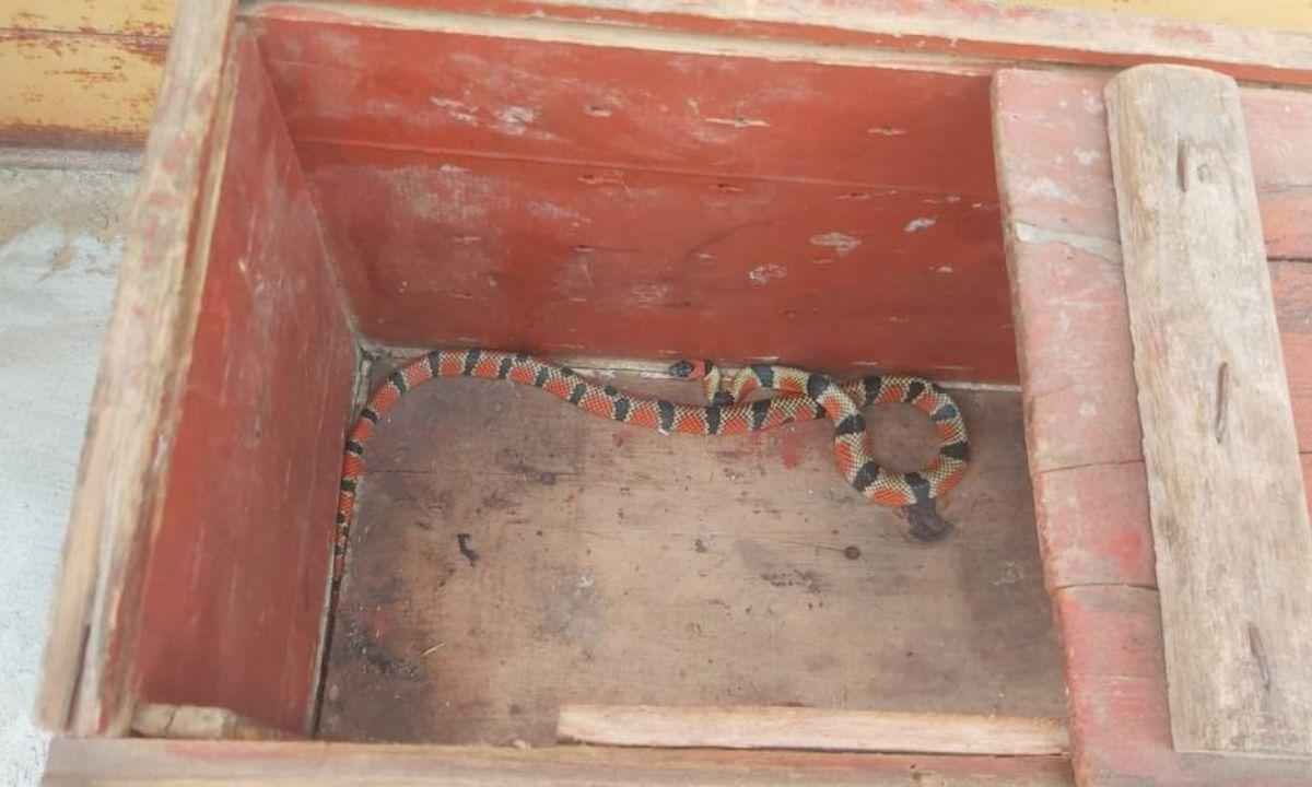Cobra coral é capturada atrás de armário de cozinha - Corpo de Bombeiros/Divulgação