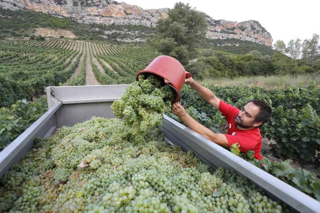 Safras prematuras colocam vinho francês em risco - PASCAL POCHARD-CASABIANCA / AFP