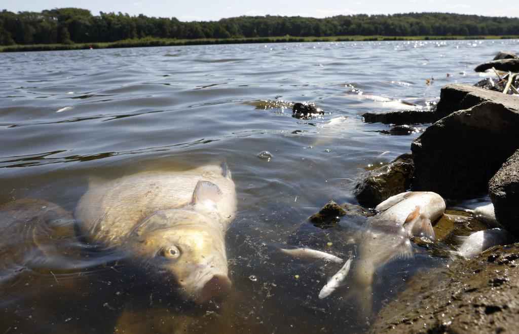 'Peixes mortos por todos os lados' em rio entre a Alemanha e a Polônia - Odd ANDERSEN / AFP