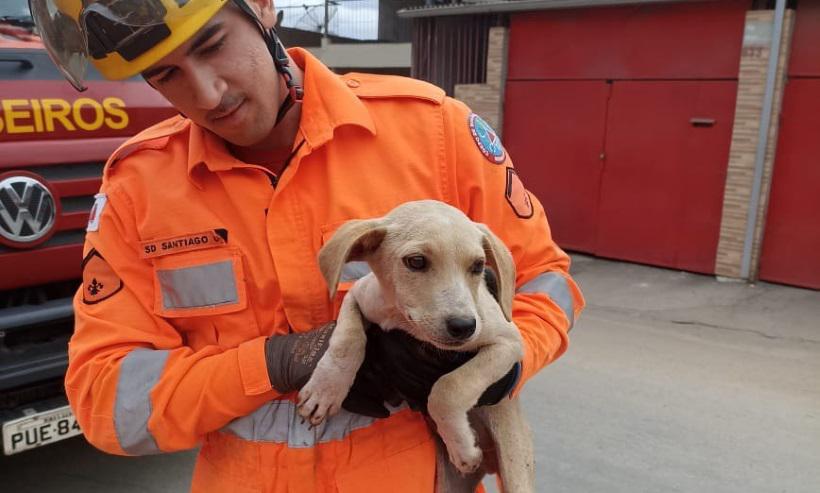 Bombeiros tiram cachorrinho preso em bueiro de rua - Bombeiros Divulgação