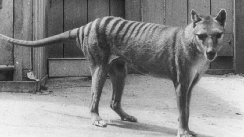 Tigre-da-tasmânia: por que cientistas querem 'ressuscitar' marsupial extinto - Getty Images