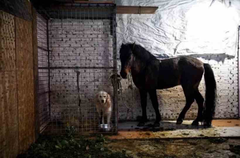  Cientistas criam teste que identifica doença de Lyme em cavalos - Noel Celis/AFP