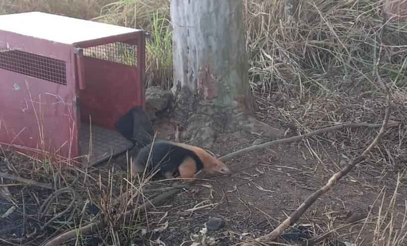 Bombeiros resgatam tamanduá-mirim em quintal de casa em Minas - foto: CBMMG