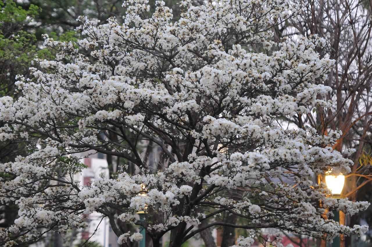 'Noiva da Cidade': ipê branco floresce na Praça da Liberdade - Ramon Lisboa/EM/D.A Press