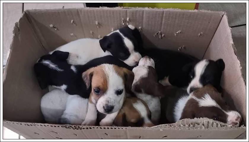 Homem abandona nove filhotes de cachorro em pet shop de Minas - Divulgação/Spaço Pet