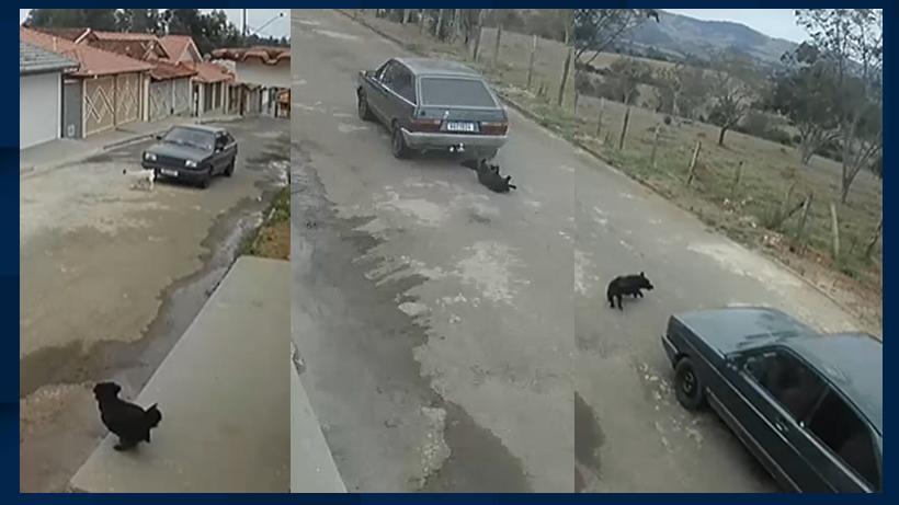 Cadelas são atropeladas e saem andando no Sul de Minas - Câmeras de segurança