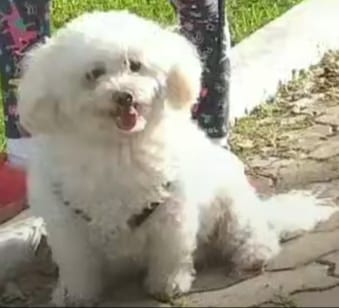 Família procura por cadela poodle furtada no Bairro Santa Lúcia - Arquivo Pessoal/Reprodução