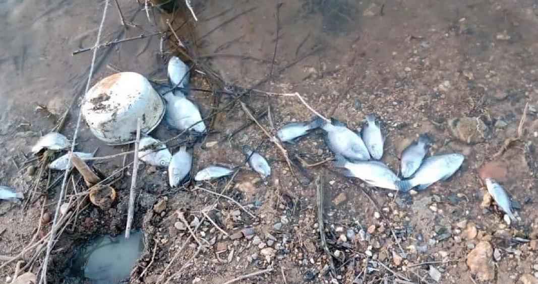 Polícia investiga causa da morte de peixes em Pedro Leopoldo - Divulgação/ ONG Lagoa Viva