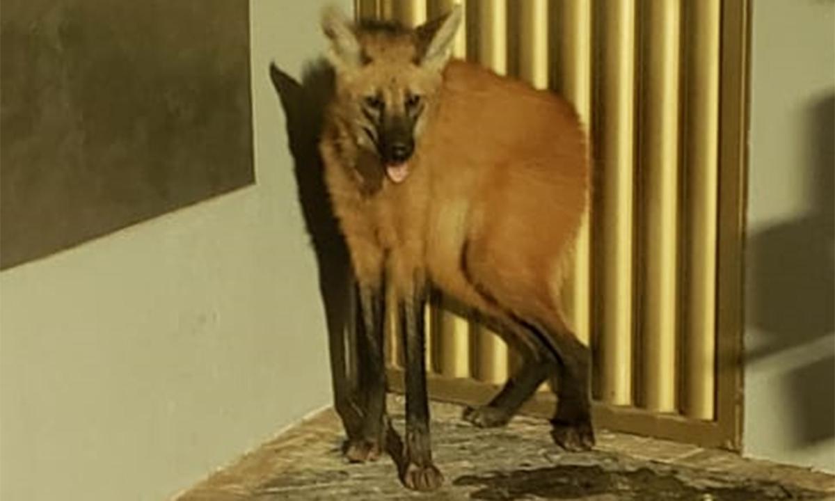 Lobo Guará é capturado em área central de Patos de Minas - redes sociais 