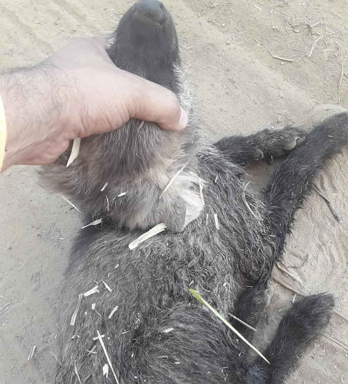 Filhotes de lobo-guará são salvos de incêndio em Minas  - CBMMG