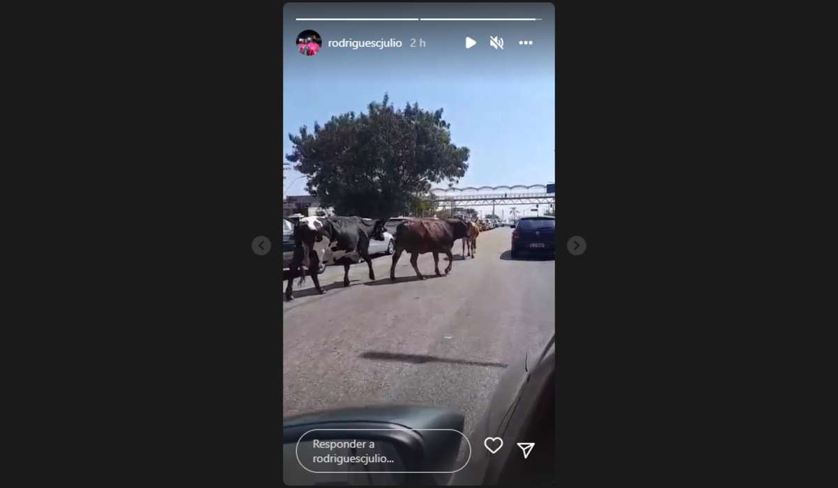Vídeo: Vacas invadem a avenida Cristiano Machado e surpreendem motoristas - Redes sociais/Reprodução