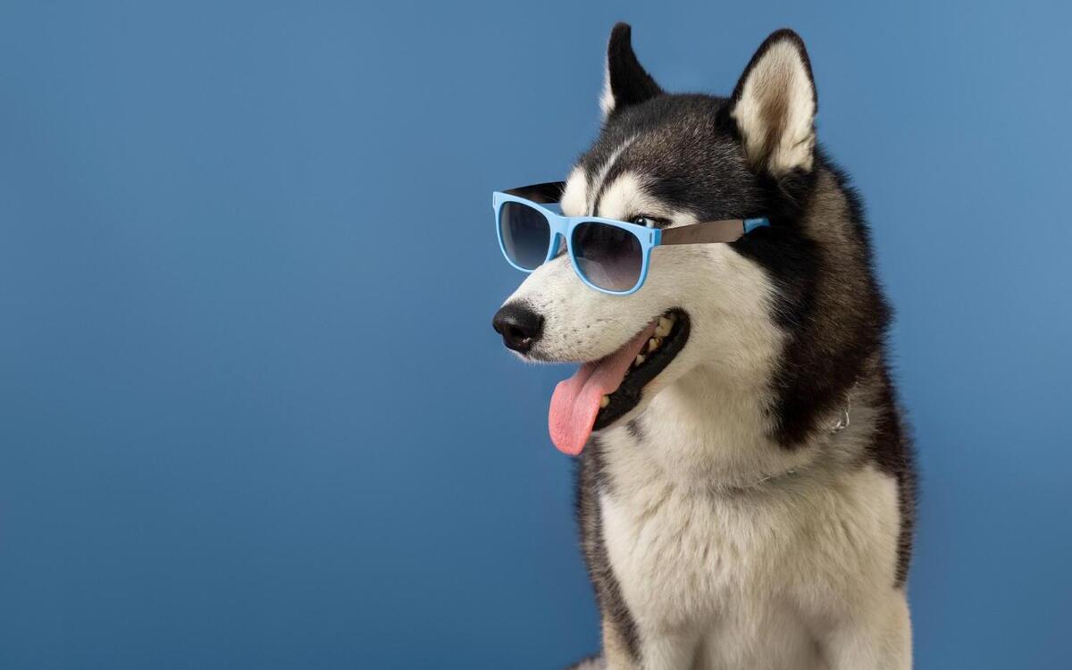 Catarata, umas das principais causas de cegueira, também afeta cães - Freepik/Divulgação