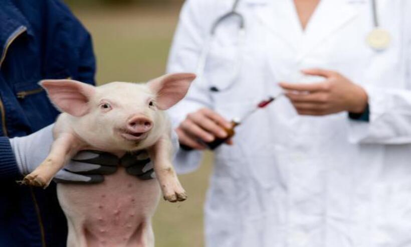 Homem que recebeu injeção veterinária acidentalmente será indenizado - Nutrição e Saúde Animal/Reprodução/Imagem Ilustrativa