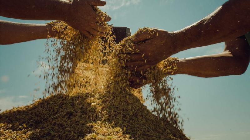 MST: maior produtor de arroz orgânico do Brasil, movimento vive dificuldades para comercializar o grão - Alexandre Garcia