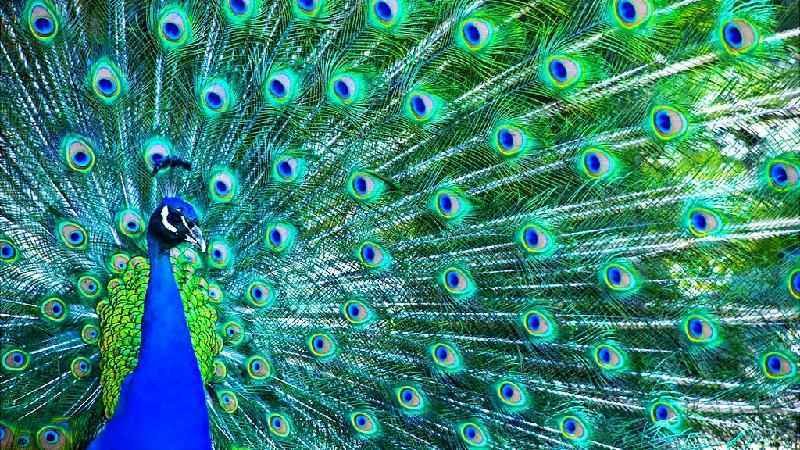 O que é o estímulo supranormal, o fenômeno que engana nossos próprios instintos - Getty Images