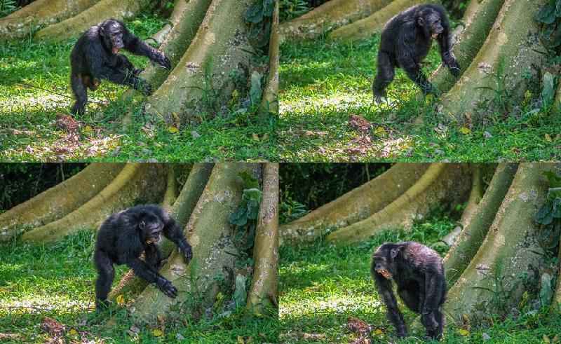 Chimpanzés batucam em árvores para se comunicar na selva - A Soldati