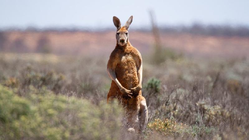 Homem é morto por canguru que mantinha como animal de estimação - Getty Images