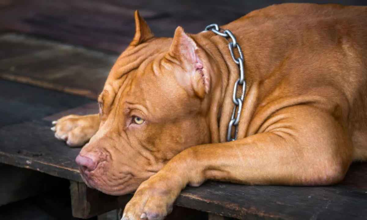 Cães pitbull fogem de casa e atacam idosa de 79 anos - Reprodução/Pixabay