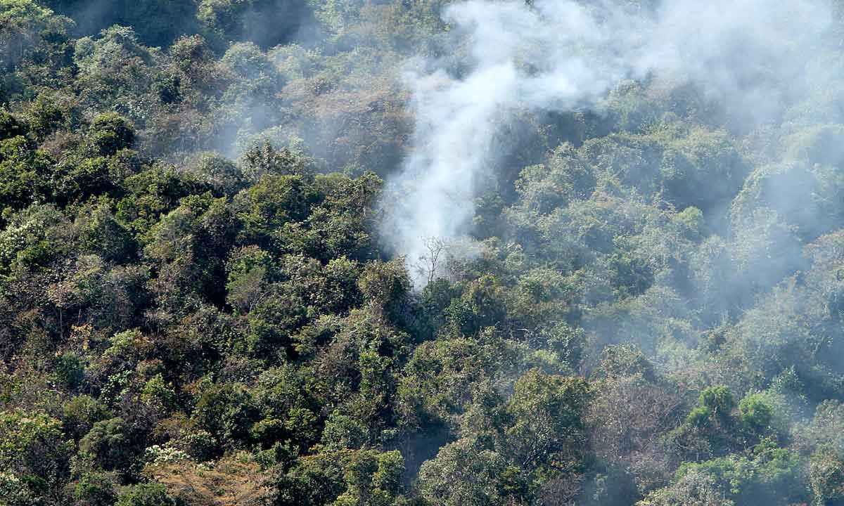 Dia da Árvore pede reflexões sobre preservação ambiental - Edésio Ferreira/EM/D.A Press