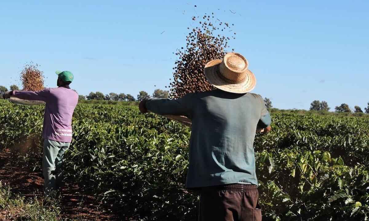 Cafebras abre inscrições para 1º Concurso Campeões das Origens Brasileiras - Reprodução/ Cafebras