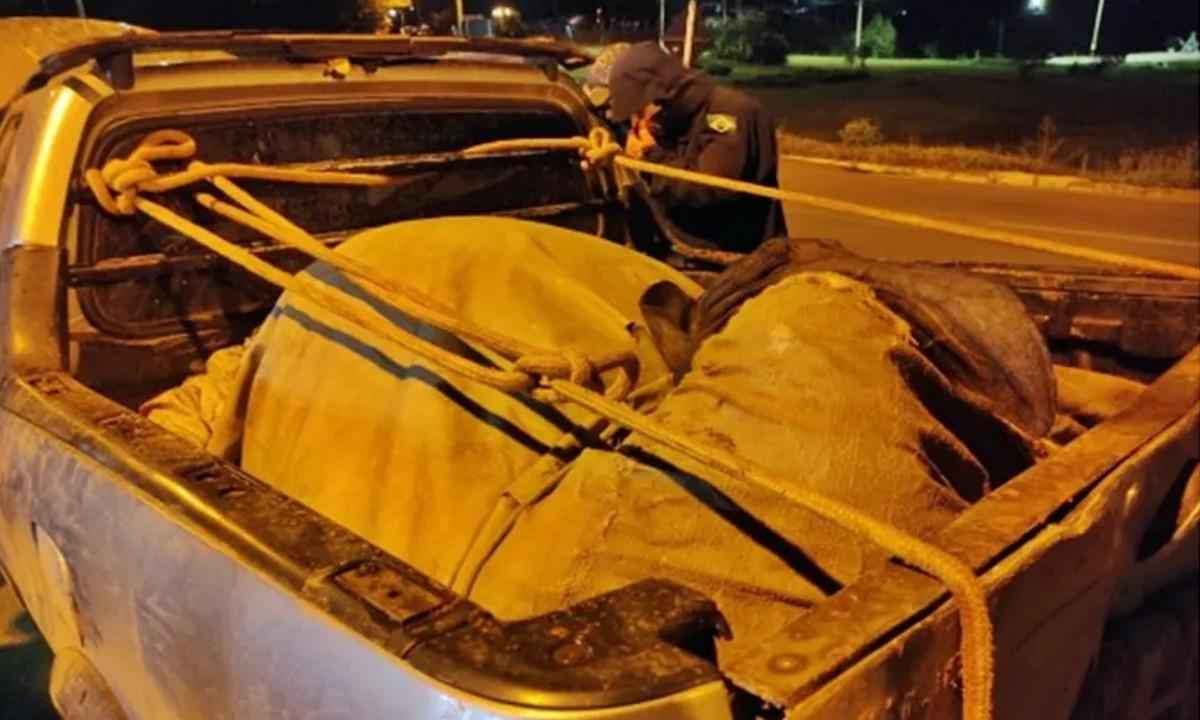 PRF intercepta veículo com vaca dopada e amarrada em Minas - PRF/Divulgação