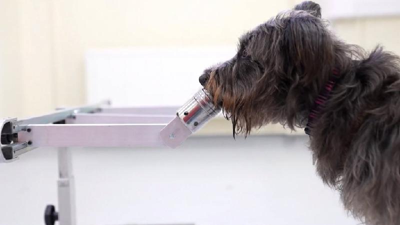 Cachorros podem farejar estresse no hálito dos donos, revela estudo - Queen's University, Belfast