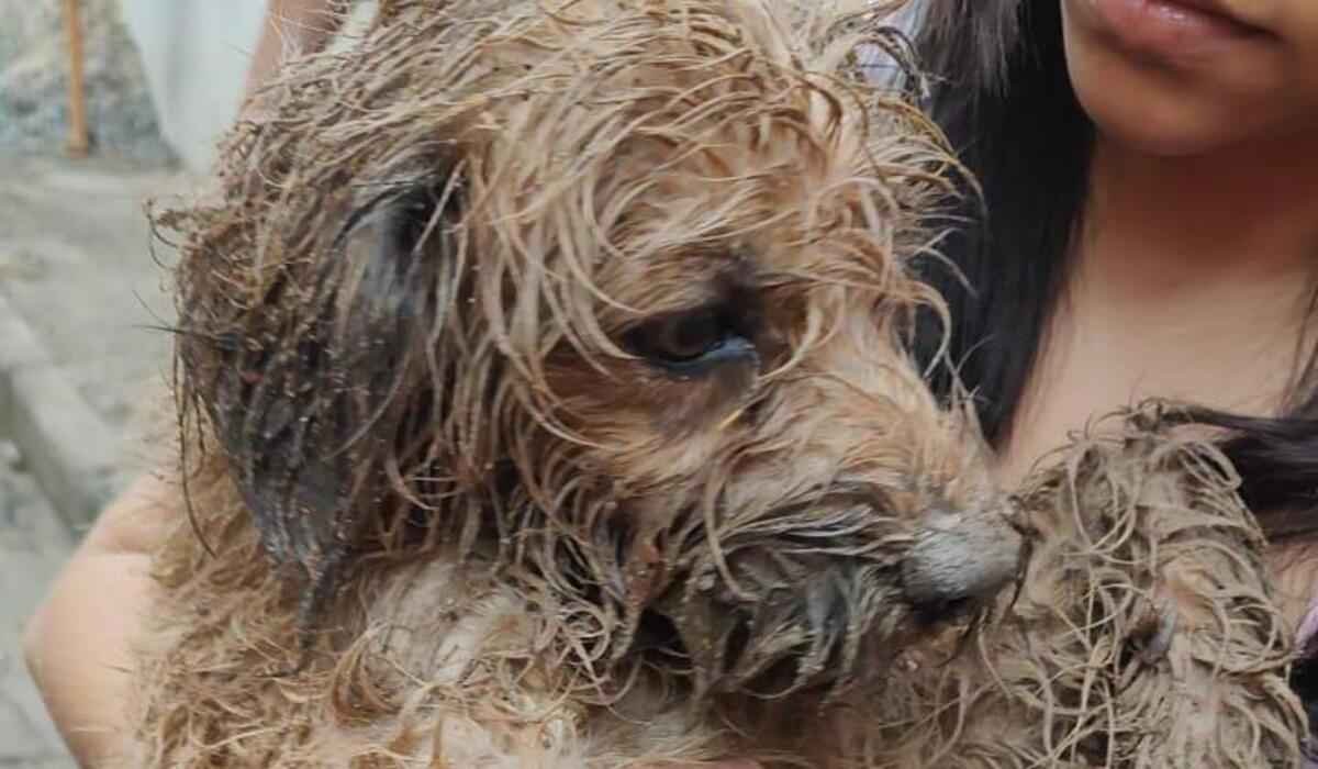 Cachorra prende a cabeça no muro de casa e é salva pelos bombeiros em Betim - Corpo de Bombeiros de Minas Gerais/Divulgação