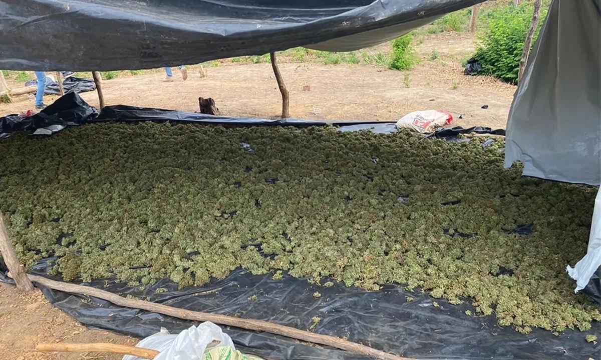 Policiais encontram plantação com 860 kg de maconha no Norte de Minas - Polícia Militar/Divulgação