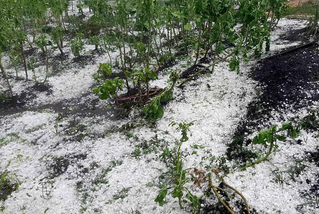 Chuvas de granizo prejudicam 13 mil hectares em Minas - Emater-MG / Divulgação