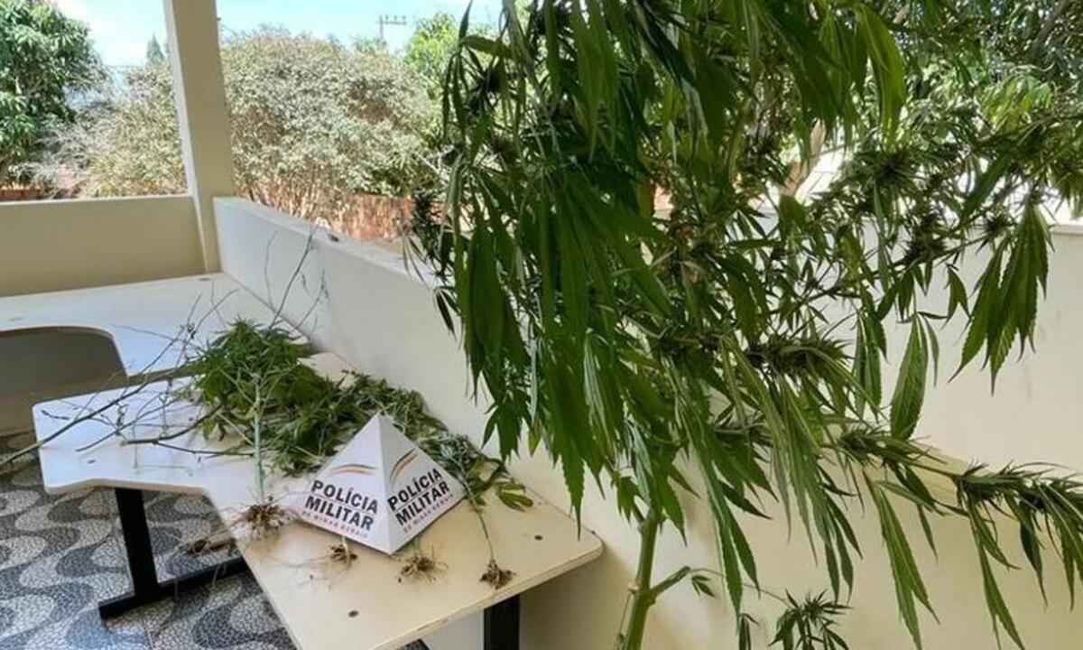 Pai e filho são presos por plantarem maconha no quintal de casa - Divulgação/PMMG