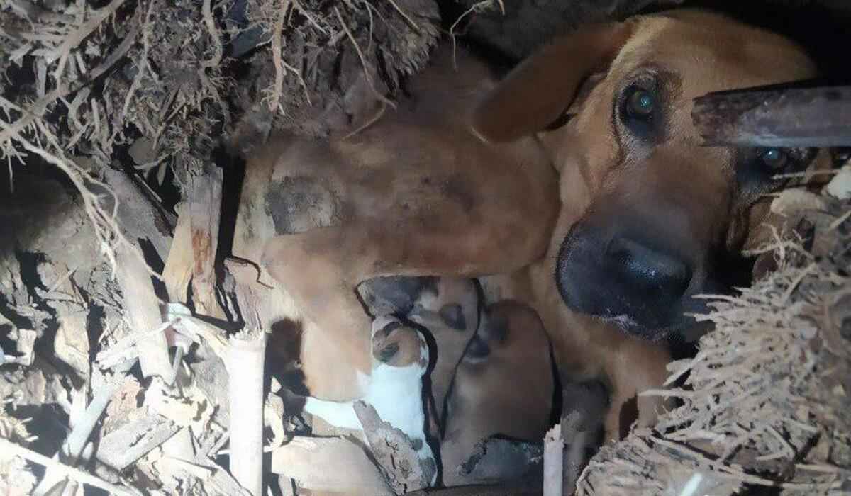 Cadelas e filhotes são resgatados após parto em local de risco - Corpo de Bombeiros de Minas Gerais/Divulgação