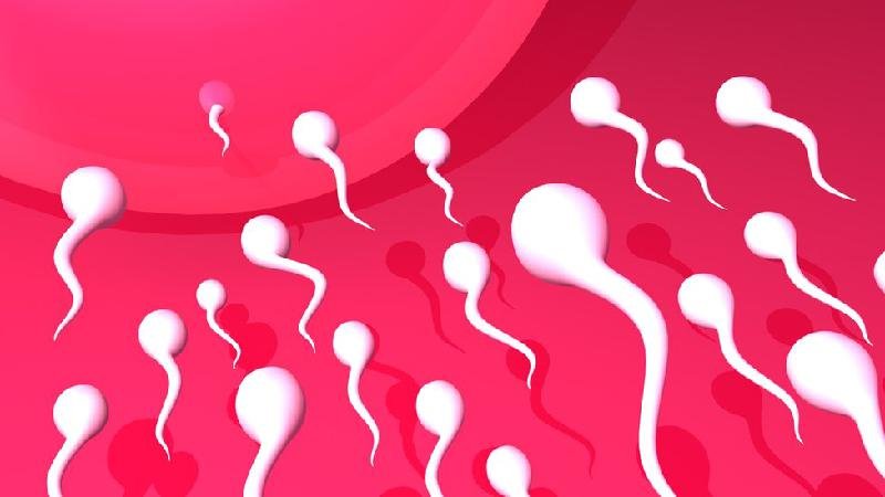 Como acontece a fecundação? A nova visão da Ciência sobre a corrida dos espermatozoides ao óvulo - Getty Images