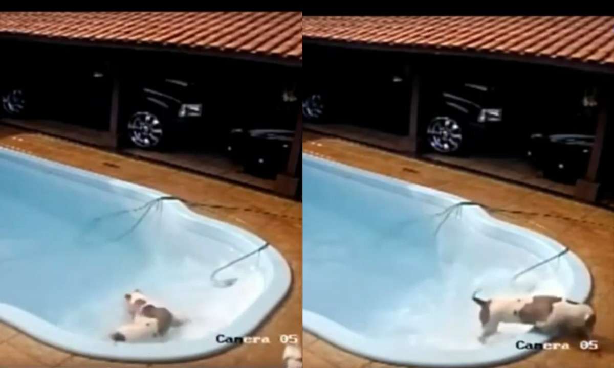 Pitbull salva chihuahua de se afogar em piscina, no interior de São Paulo - Reprodução