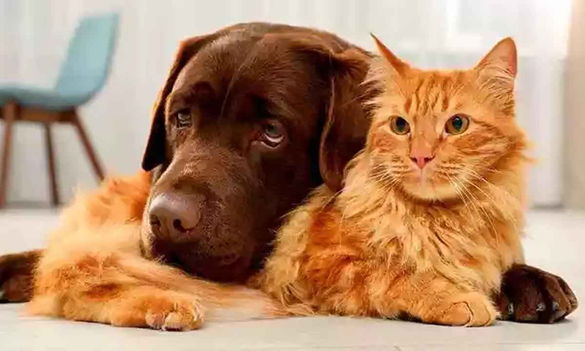 Cães e gatos terão exame gratuito para detectar câncer de mama - Cães e gatos - Reprodução da Internet